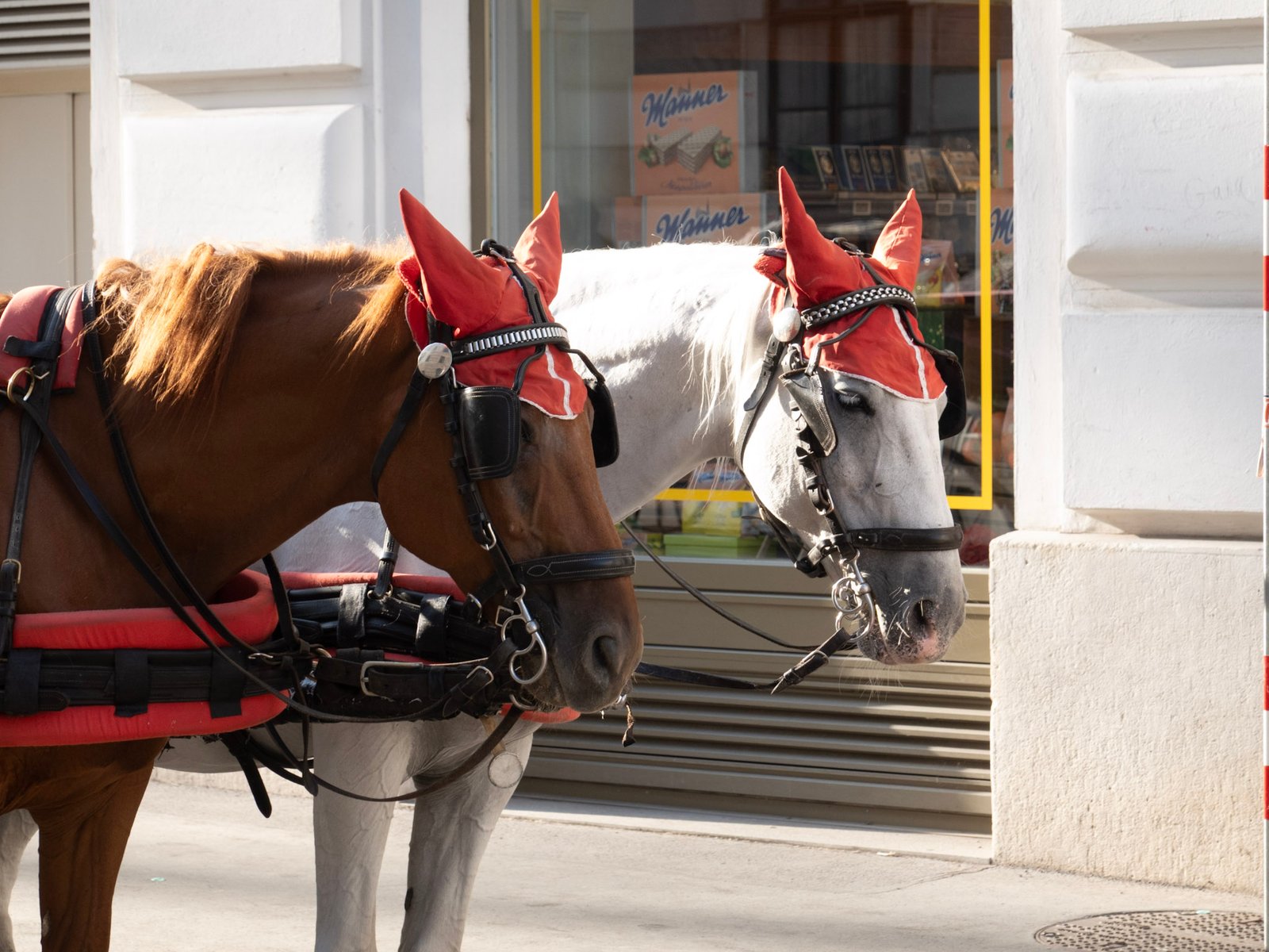 Fiaker carriage horses in the old town, Vienna Austria